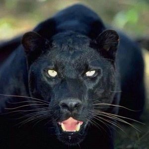 Meet your Posher, Raul